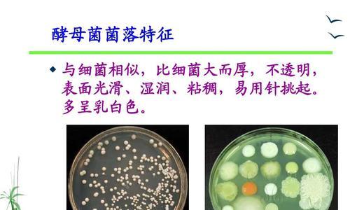 如何有效清除索伊冰箱内的霉菌（采用科学方法让你的电冰箱恢复洁净）  第3张